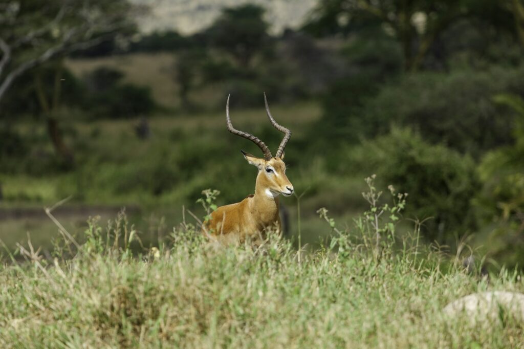 Impala Buck in the Serengeti