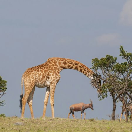 A giraffe grazing alongside an antelope against a clear blue sky.