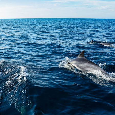 close up dolphins swimming in ocean