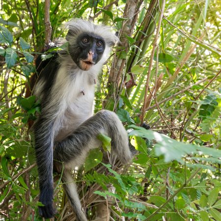 curious shaggy ape on a tree in Jozani Chwaka Bay National Park