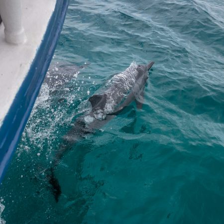 Dolphins swimming near boat - Fernando de Noronha, Pernambuco, Brazil