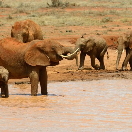 Elephant on the lake