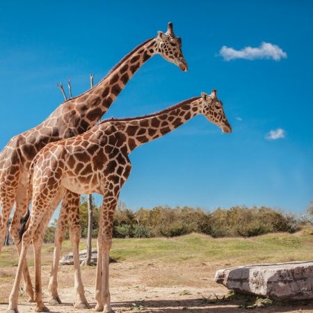 Giraffes on nature