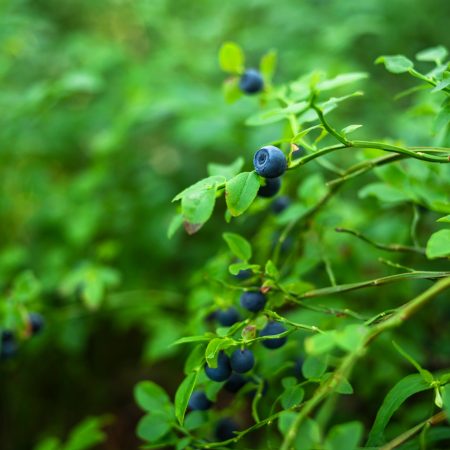 Growing wild blueberry on a bush in a forest