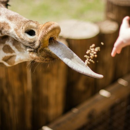 kid feeding a giraffe at the zoo