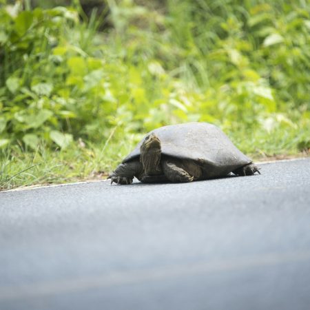 Land turtle walking on asphalt road in Khao Yai National Park, Thailand