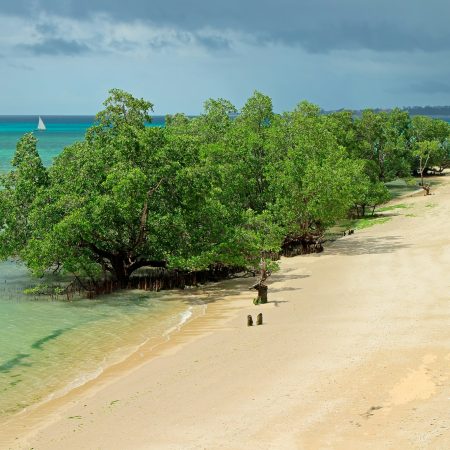 Mangrove trees - Zanzibar island