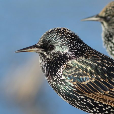 nature, bird, starling, wildlife, animal, black, wing, beak, songbird, ornithology, feather, spring,