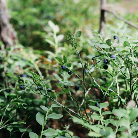 nature of central europe, blueberry bushes in the forest