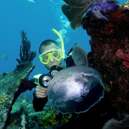 Scuba diver and Moon Jellyfish.