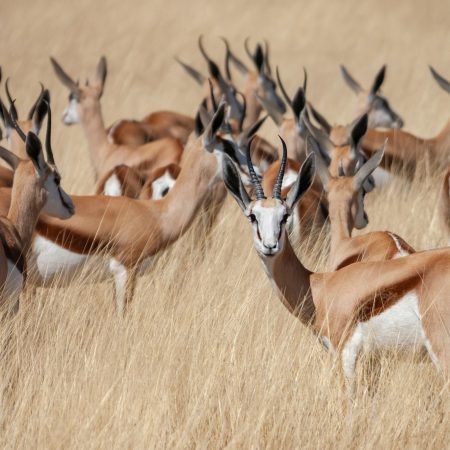 Springbok Antelope - Etosha National Park - Namibia