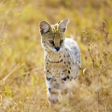 Wild Serval Cat in Afria