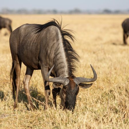 Wilderbeest, Botswana, Africa