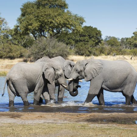 Young elephants bathing in pond