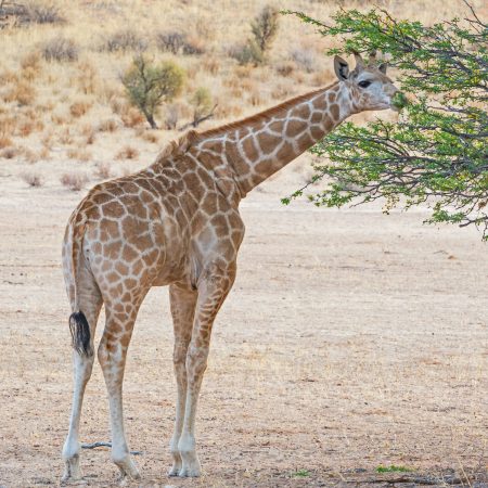 Young Giraffe Feeding